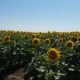 Sunflower Field, Davis CA