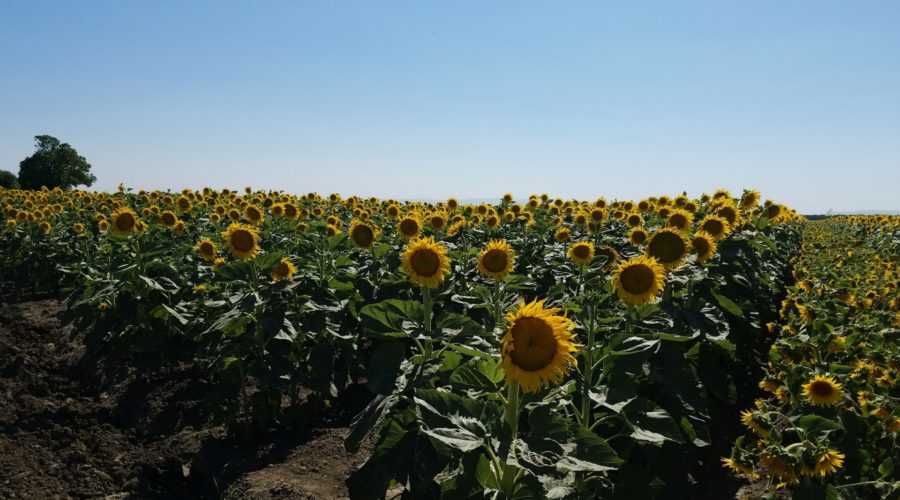 Sunflower Field, Davis CA