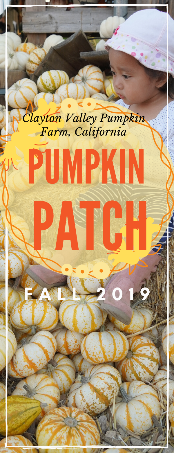 Mia's 2nd Pumpkin Patch in Fall 2019 Clayton Valley Pumpkin Farm Patch